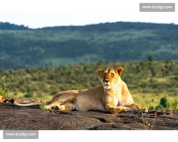 马赛老板松口：渴望留住核心却无奈放权，格林伍德拉比奥特命运何去何从？